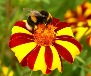 Close-up of bumble bee pollinating on yellow flower