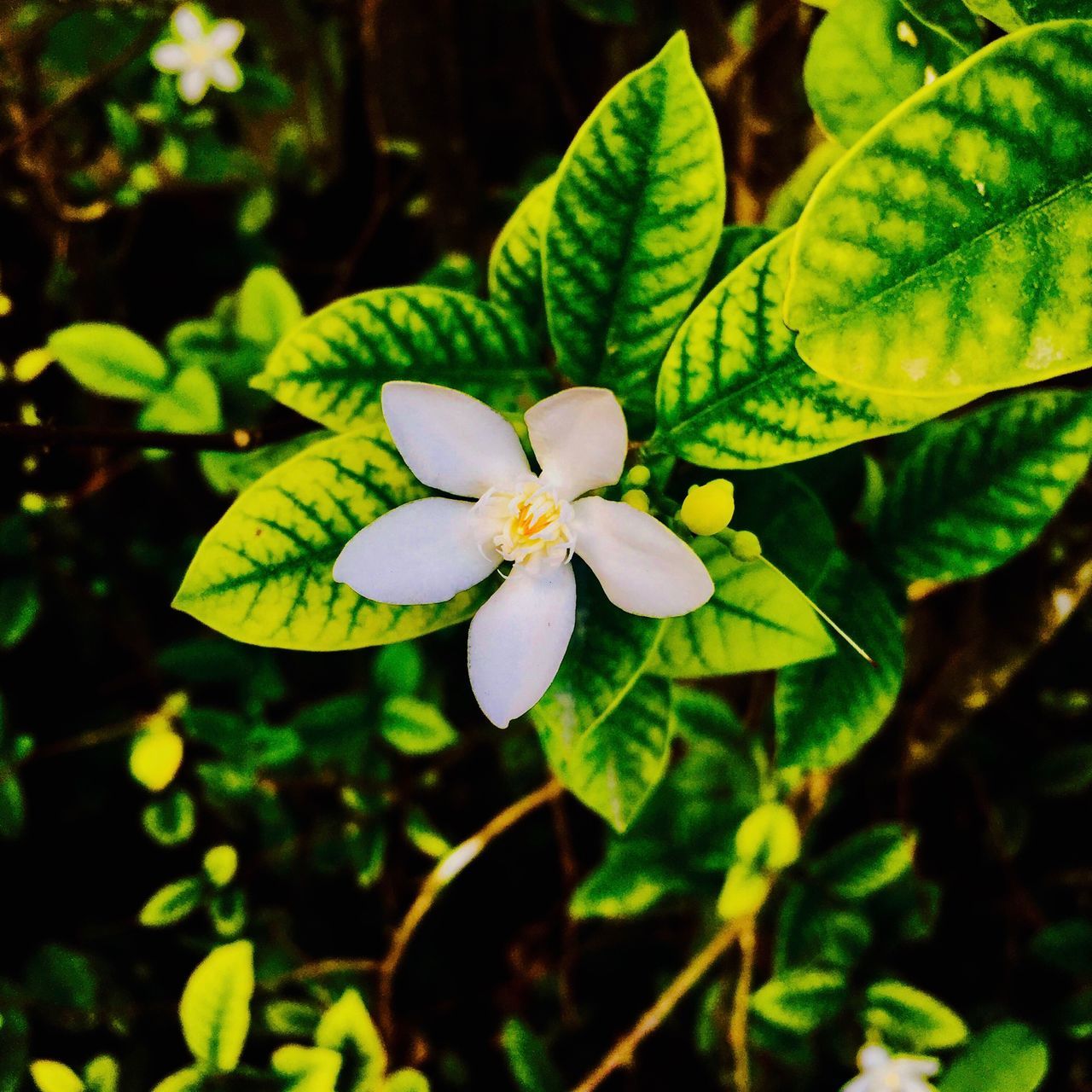 CLOSE-UP OF FLOWERS