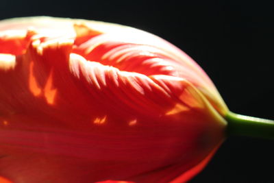 Close-up of red over black background