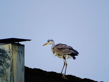 Low angle view of bird perching against clear sky