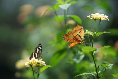 Close-up of butterfly pollinating on flower