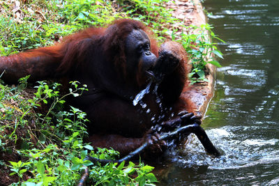 Orangutan drinking water from river in forest