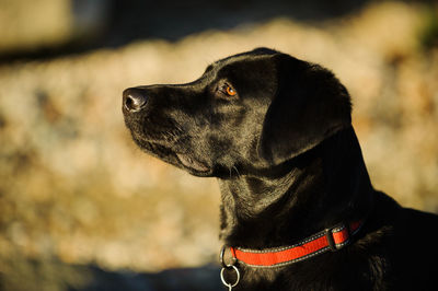 Close-up of black labrador retriever looking away