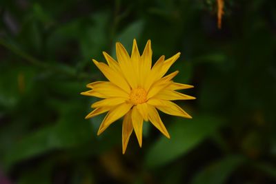 Close-up of yellow flower