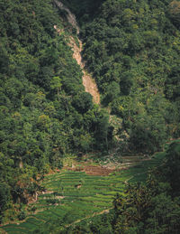 Scenic view of forest