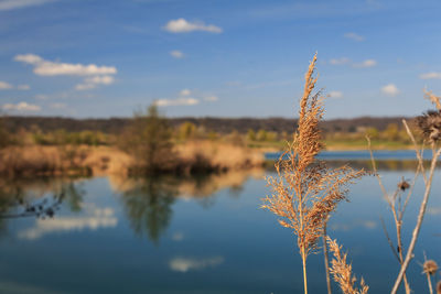 Close-up of reed growing by lake against sky