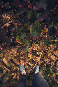 Low section of person standing on autumn leaves