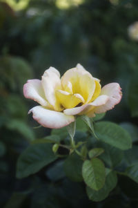 Close-up of yellow flower