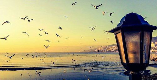 Seagull flying over sea