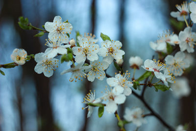 Close-up of white cherry blossom tree