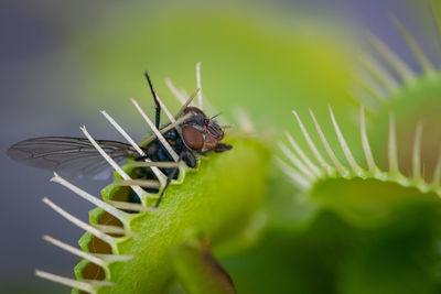 A macro image of a common green bottle fly caught inside one of the traps of a venus fly trap