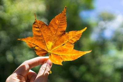 Close-up of hand holding maple leaves