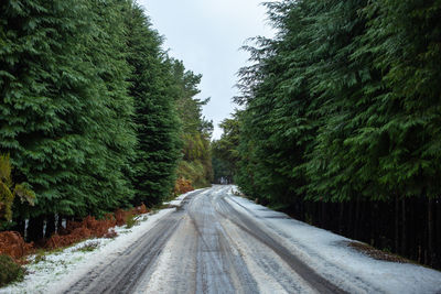 Empty road amidst trees during winter