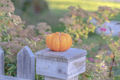 Close-up of pumpkin on wooden post at field during autumn