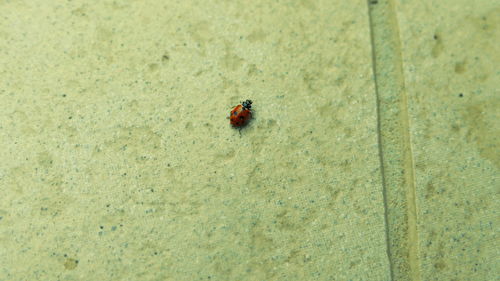 Close-up of ladybug on leaf