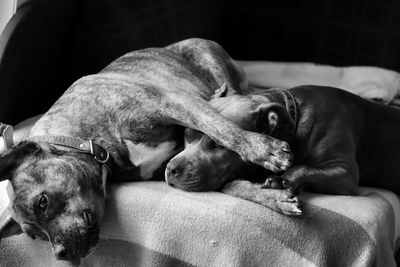 Dog resting on sofa at home