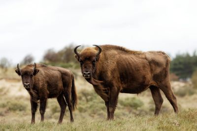 Portrait of american bison on grassy field 