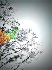 Low angle view of bare tree against clear sky