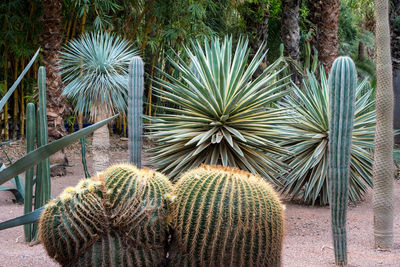 Close-up of succulent plants in park