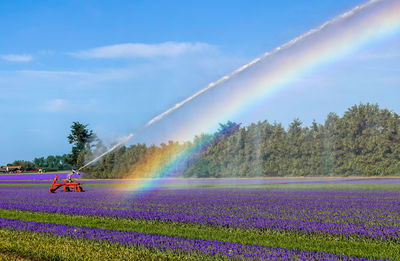 Panoramic view of purple flower on field against sky