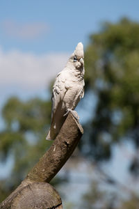 Close-up of bird perching on tree against sky