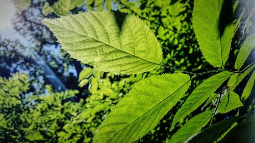 Close-up of plant growing in forest on sunny day