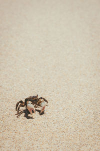 A little crab on the sand 