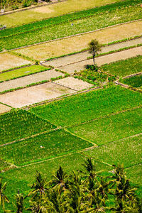 High angle view of agricultural field