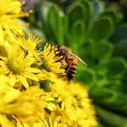 Close-up of bee pollinating on yellow flower