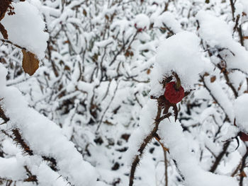 Close-up of snow covered plant