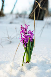 Purple hyacinth snowdrop flower in a snow early spring