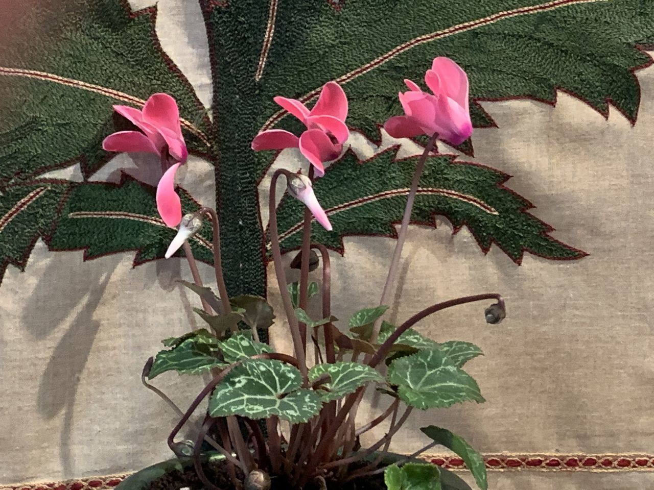 CLOSE-UP OF PINK FLOWER PLANT