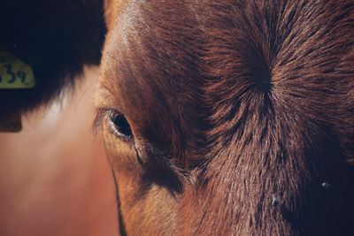 Close-up of horse