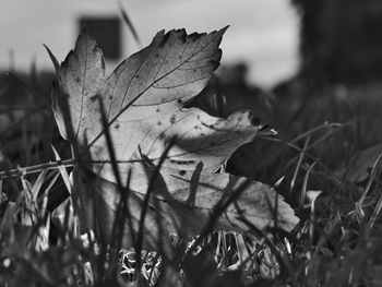 Close-up of dry leaf