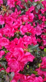 Full frame of pink flowers