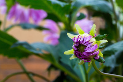 Close-up of pink flowering plant