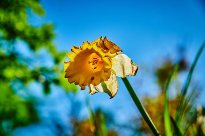 Close-up of yellow flowering plant