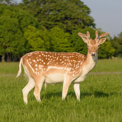 Side view of deer on field