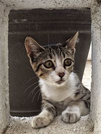 Close-up portrait of cat