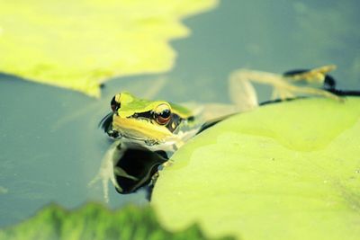 Close-up of frog on leaf in water