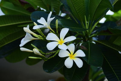 Close-up of white flowering plant