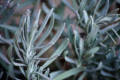 Close-up of succulent plant