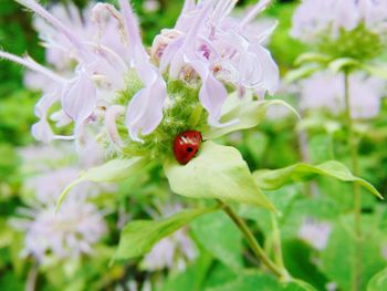 Close-up of ladybug on flower