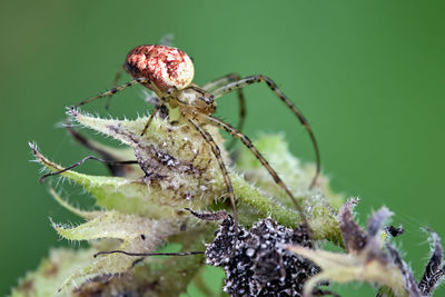 Close-up of spider on plant