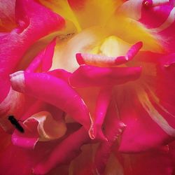 Close-up of pink flower