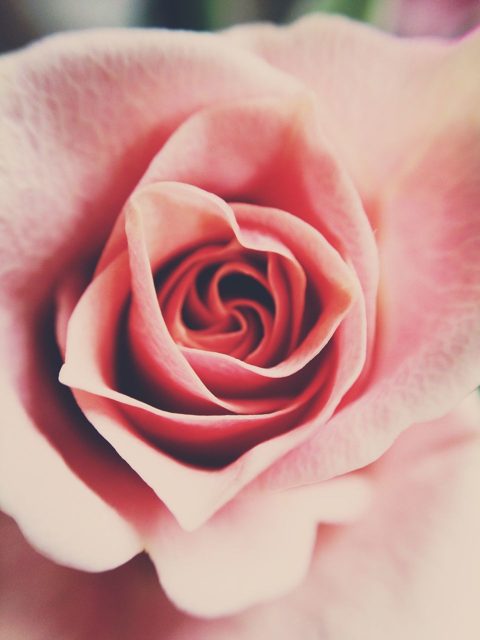 flower, petal, flower head, rose - flower, fragility, freshness, beauty in nature, single flower, close-up, rose, growth, nature, pink color, blooming, single rose, selective focus, macro, in bloom, focus on foreground, softness