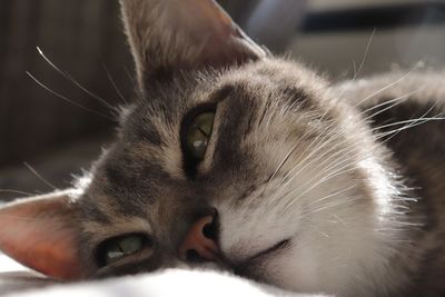 Close-up of cat resting