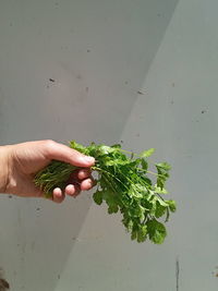 Midsection of person holding vegetables