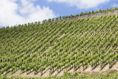 Scenic view of vineyard against sky