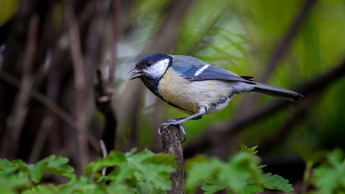 Close-up of bird perching on branch